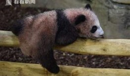 熊猫圆梦最新爆料视频,梦幻之旅背后的精彩瞬间