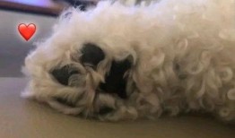 国旻最新动态爆料,揭秘明星情侣甜蜜瞬间