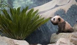 熊猫圆梦最新爆料视频,梦幻之旅背后的精彩瞬间