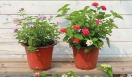 爆料睢宁古墓视频最新,神秘历史宝藏重现世间